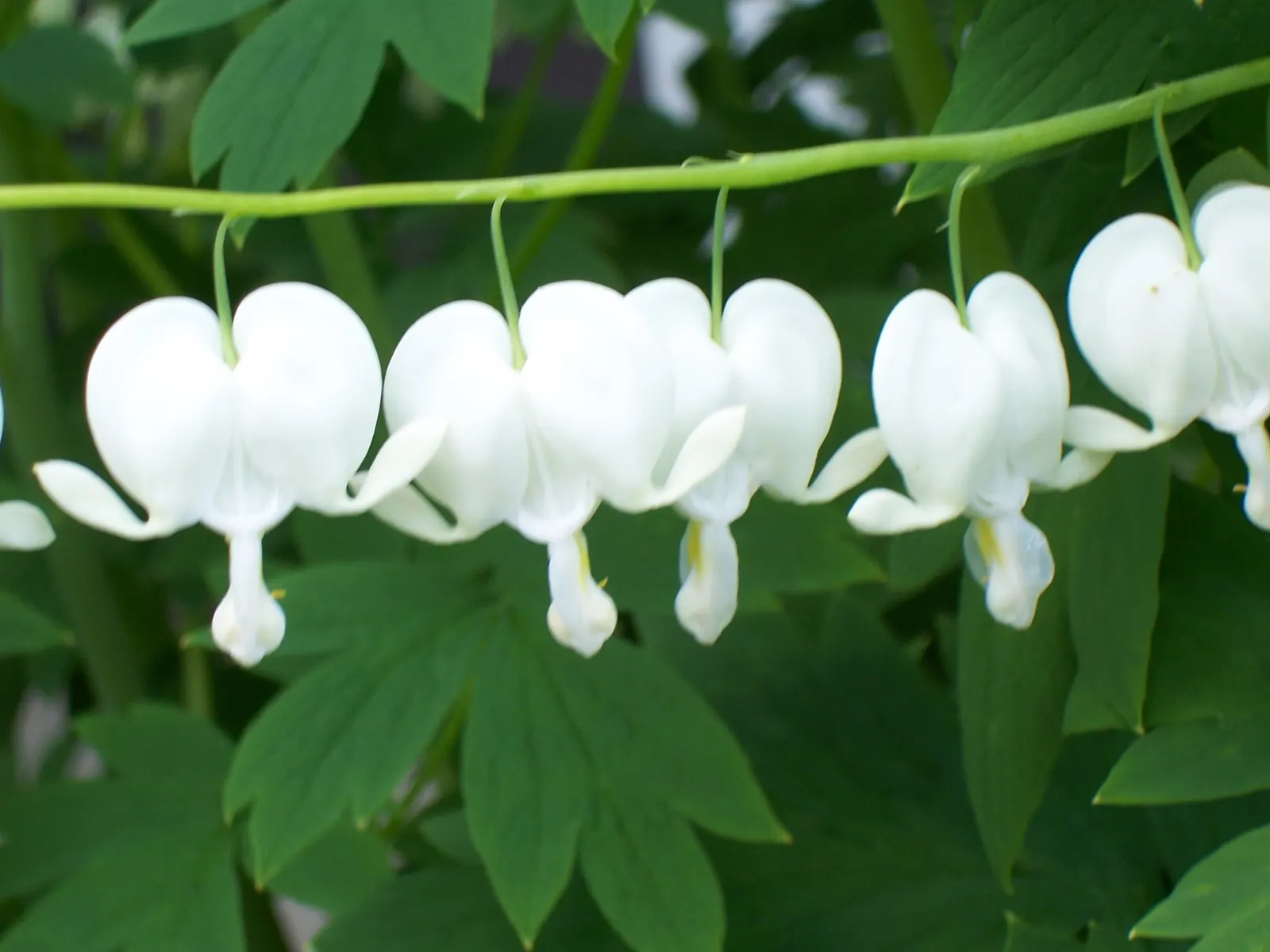 White Bleeding Heart (Dicentra Spectabilis Alba) — pendulous flowers that are pure white in color