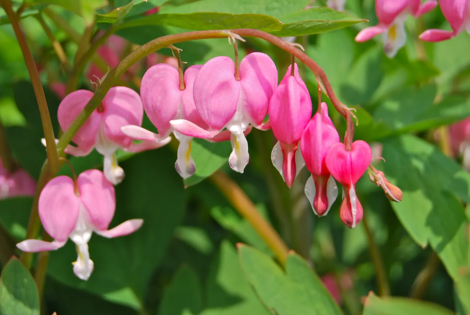 White Bleeding Heart (Dicentra Spectabilis Alba) — Dicentra spectabilis 'Alba'