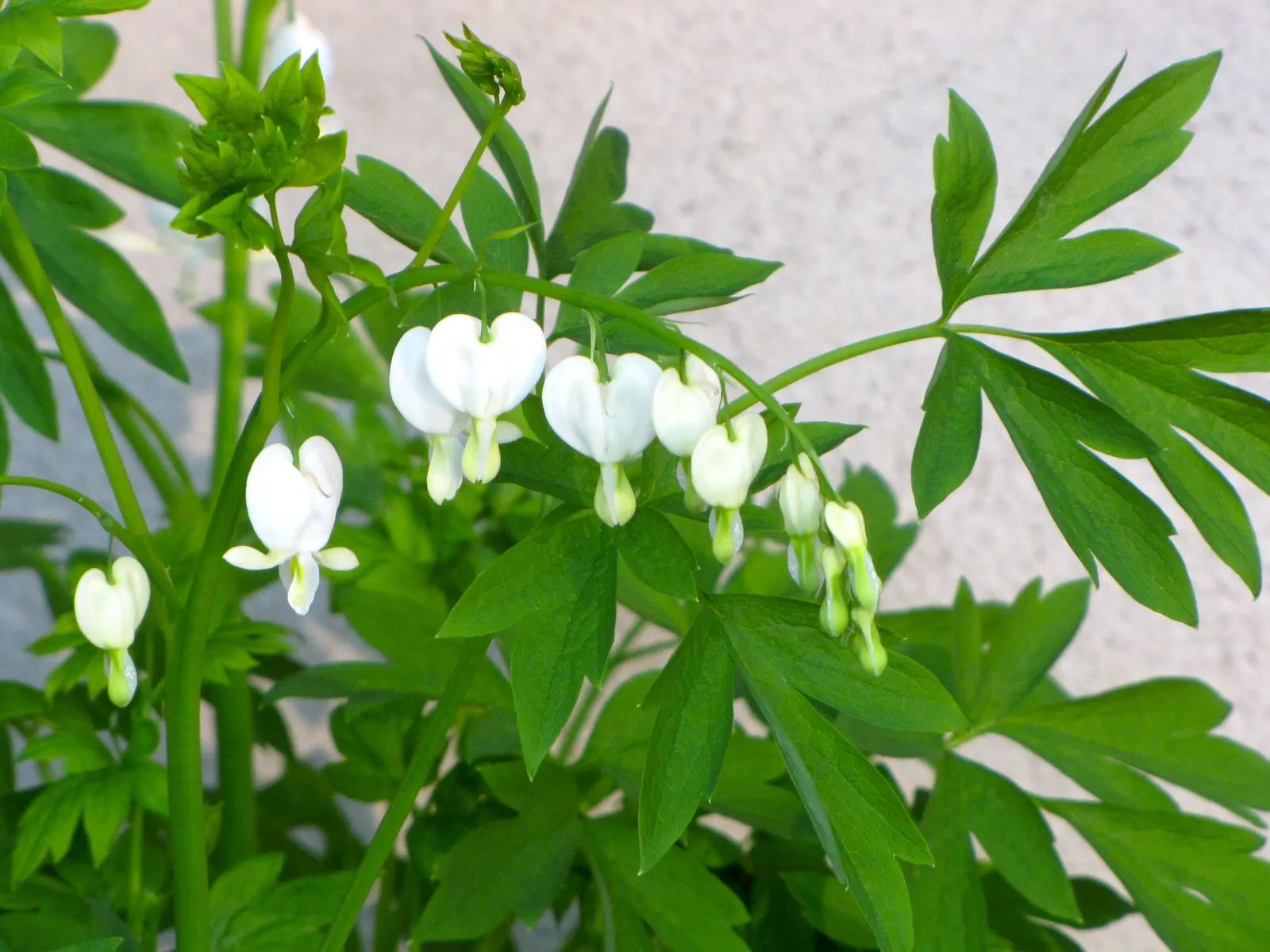 White Bleeding Heart (Dicentra Spectabilis Alba) — This herbaceous perennial features arching stems adorned with heart-shaped