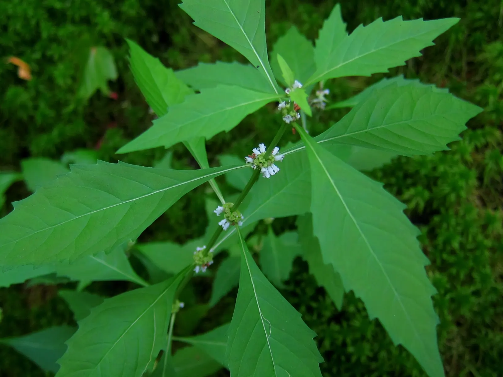 White Bleeding Heart (Dicentra Spectabilis Alba) — It needs well-draining soil that is rich in organic matter