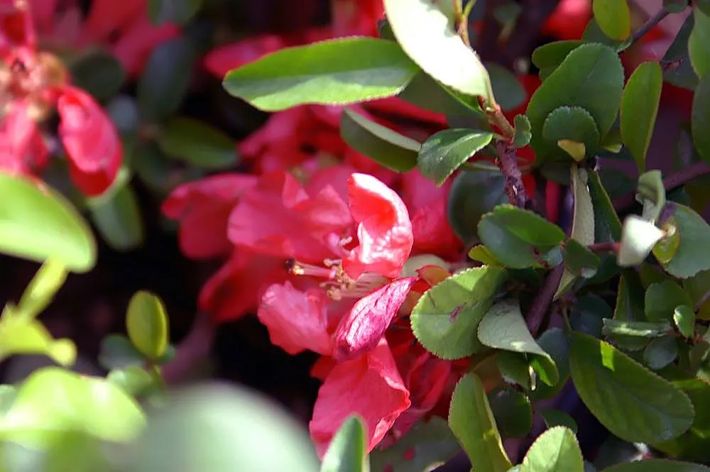 Texas Scarlet Flowering Quince (Chaenomeles Speciosa 'Texas Scarlet') — The Texas Scarlet Flowering Quince (Chaenomeles speciosa 'Texas Scarlet') is a vibrant