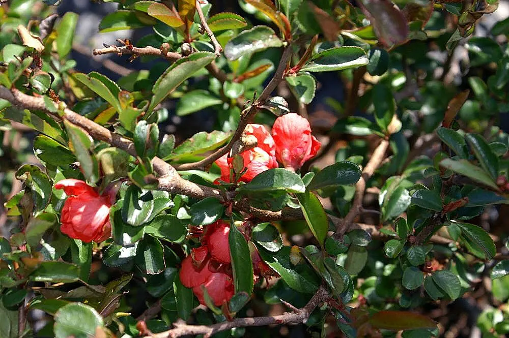 Texas Scarlet Flowering Quince (Chaenomeles Speciosa 'Texas Scarlet') — growing 3-4 feet in height and spread
