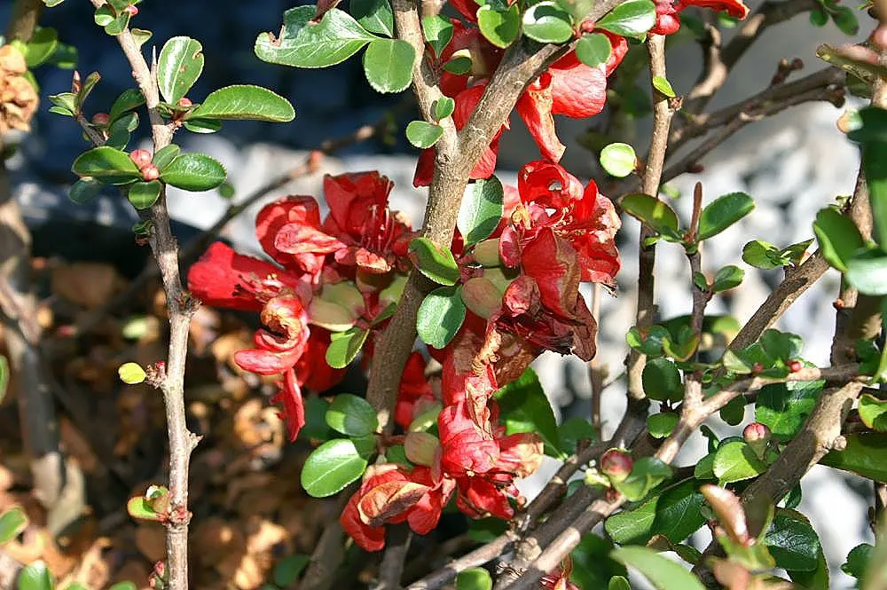 Texas Scarlet Flowering Quince (Chaenomeles Speciosa 'Texas Scarlet') — Its glossy green leaves turn yellow in fall