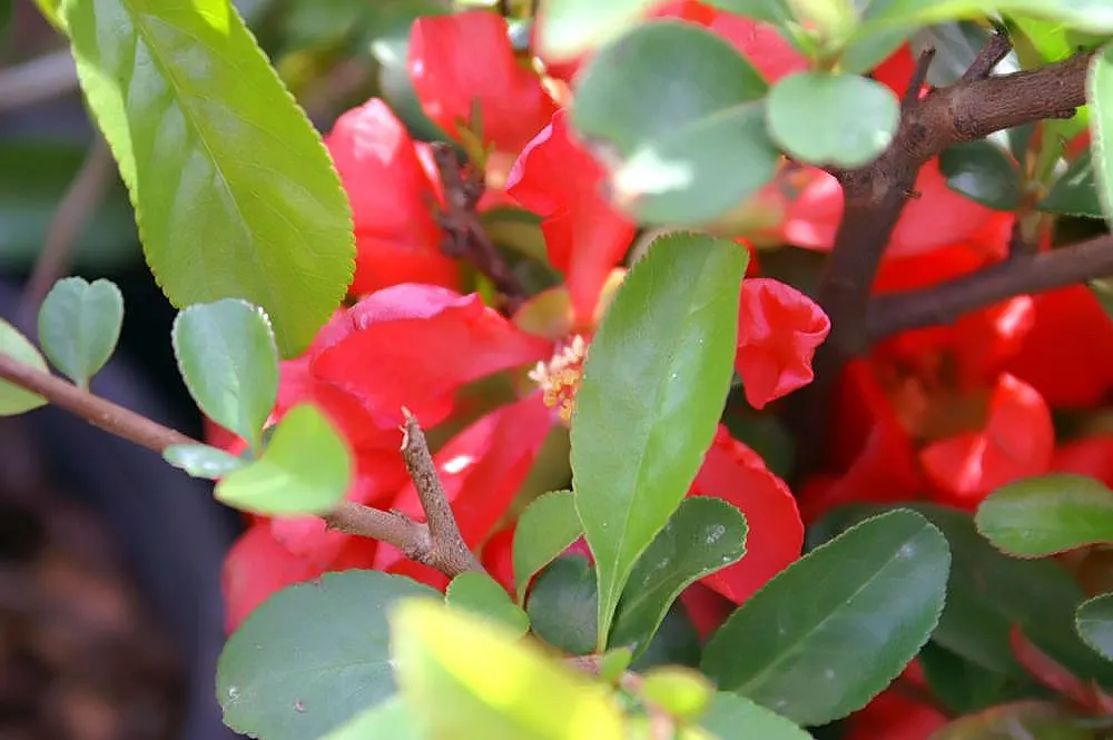 Texas Scarlet Flowering Quince (Chaenomeles Speciosa 'Texas Scarlet') — Drought-tolerant once established, it is ideal for mixed borders or specimen planting