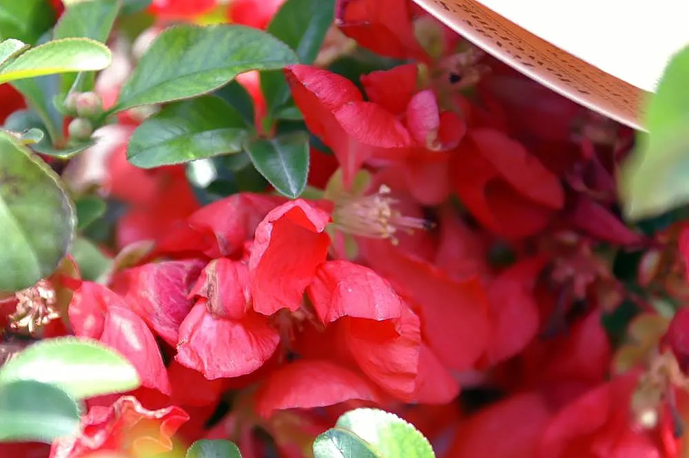 Texas Scarlet Flowering Quince (Chaenomeles Speciosa 'Texas Scarlet') — It showcases brilliant red blooms in early spring before foliage emerges