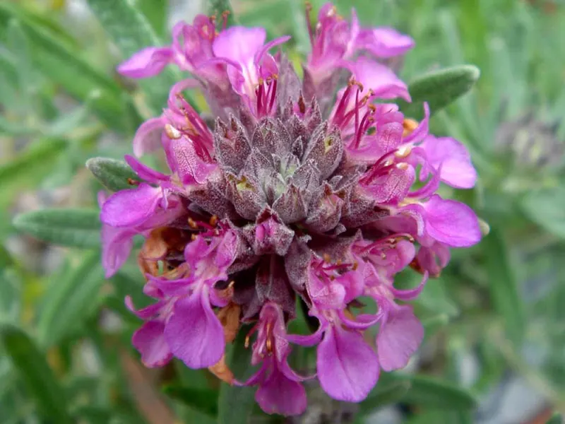 Silver Germander (Teucrium Ackermannii) — Silver Germander (Teucrium aroanium) is a low-growing, evergreen shrub with a spreading habit