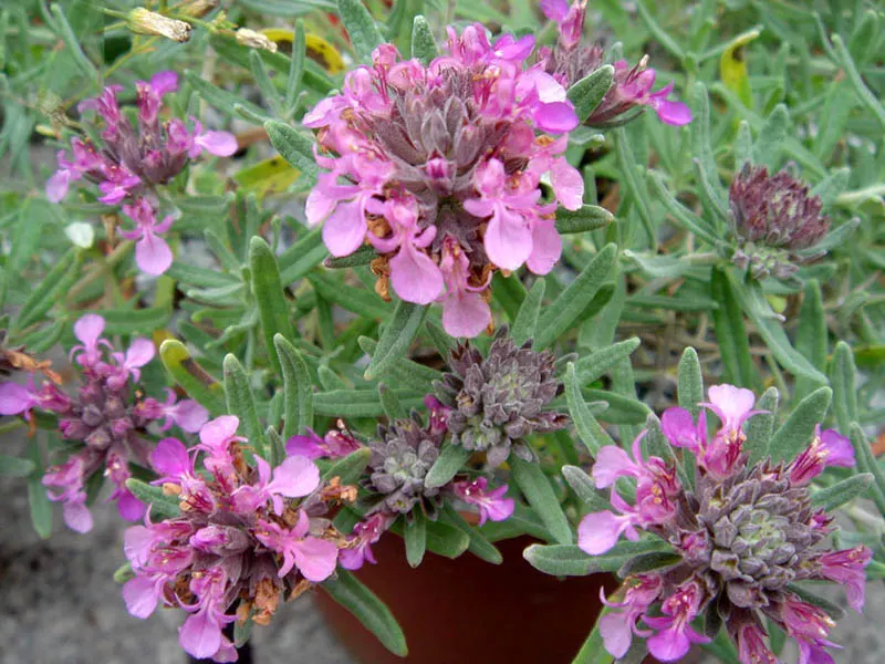 Silver Germander (Teucrium Ackermannii) — silvery-gray foliage and rose-purple flowers make it an excellent choice for ground cover or edging