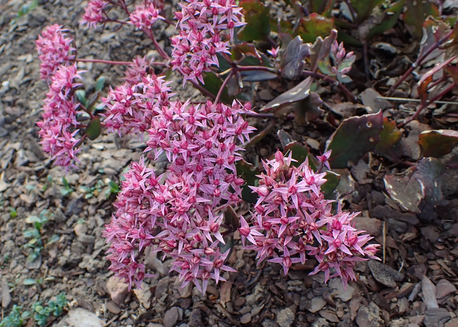 Cloud Walker Stonecrop (Sedum 'Cloud Walker') — It boasts striking, cloud-like clusters of light pink blossoms atop upright stems in late summer