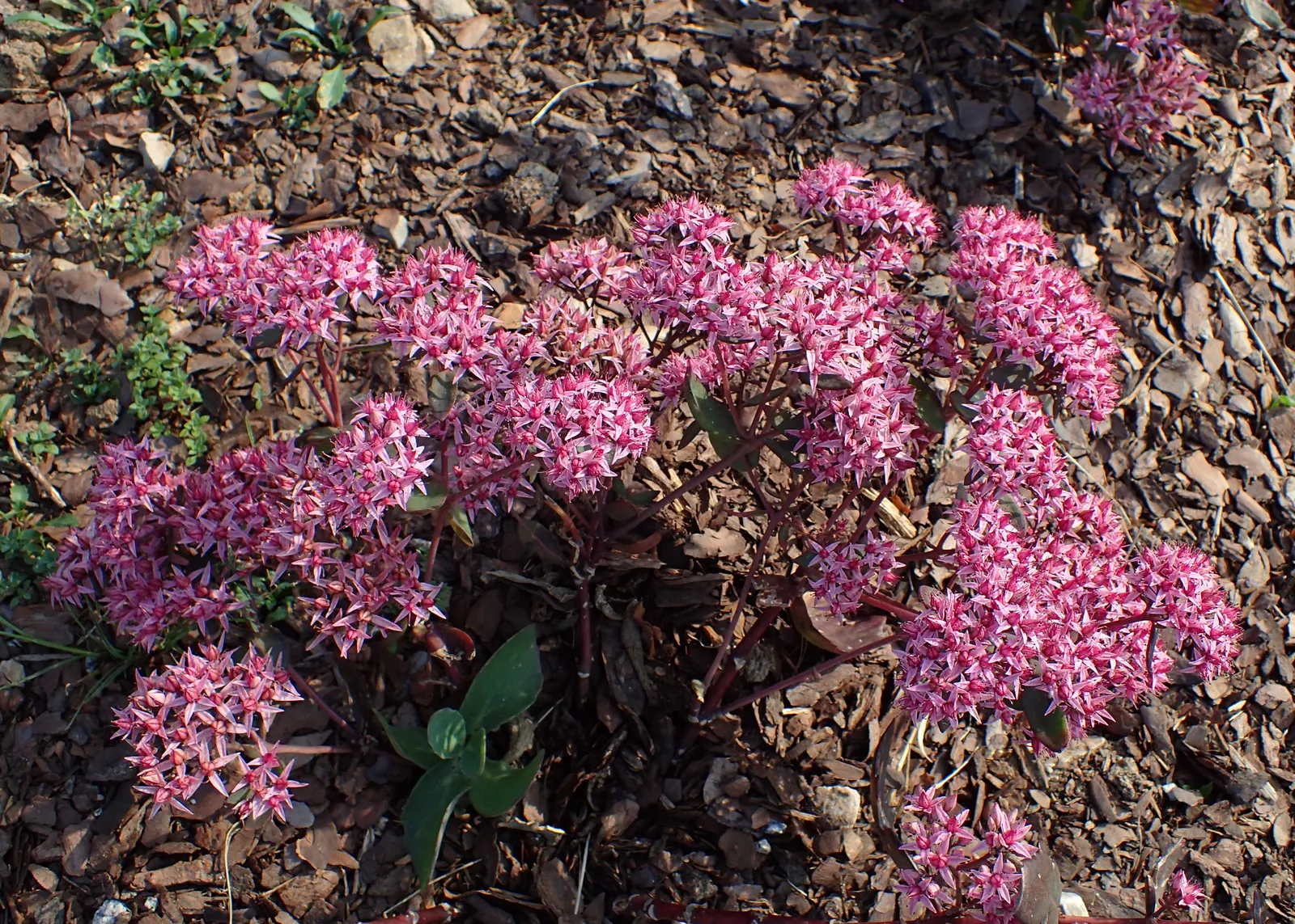 Cloud Walker Stonecrop (Sedum 'Cloud Walker') — Thick, blue-green foliage is drought-tolerant once established, craving full sun