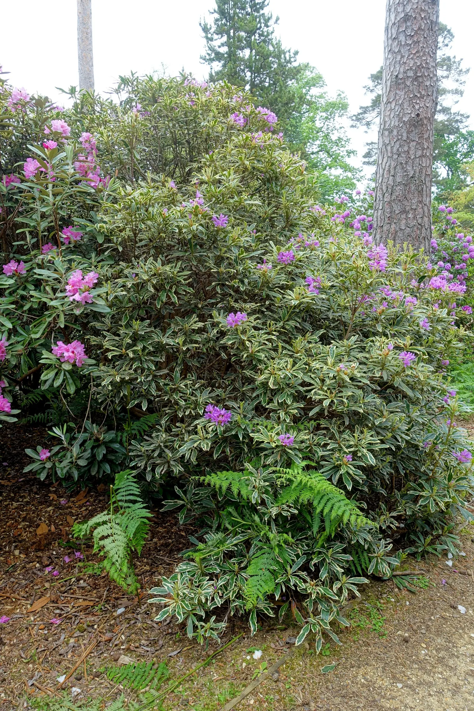 Variegated Common Rhododendron (Rhododendron Ponticum 'Variegatum') — This evergreen shrub grows to around 5 feet tall and 6 feet wide