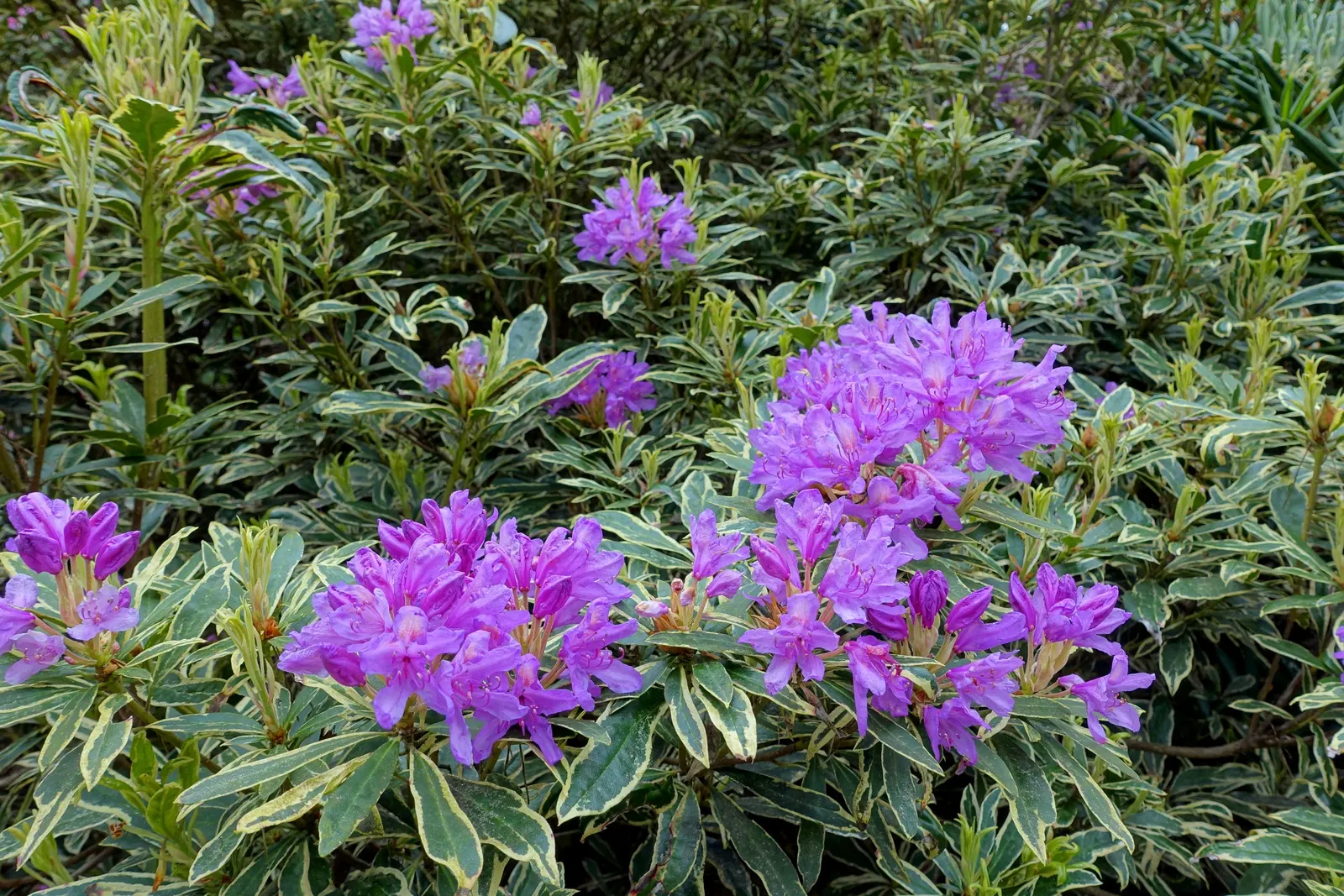 Variegated Common Rhododendron (Rhododendron Ponticum 'Variegatum') — is admired for its striking foliage featuring green leaves edged with creamy white margins