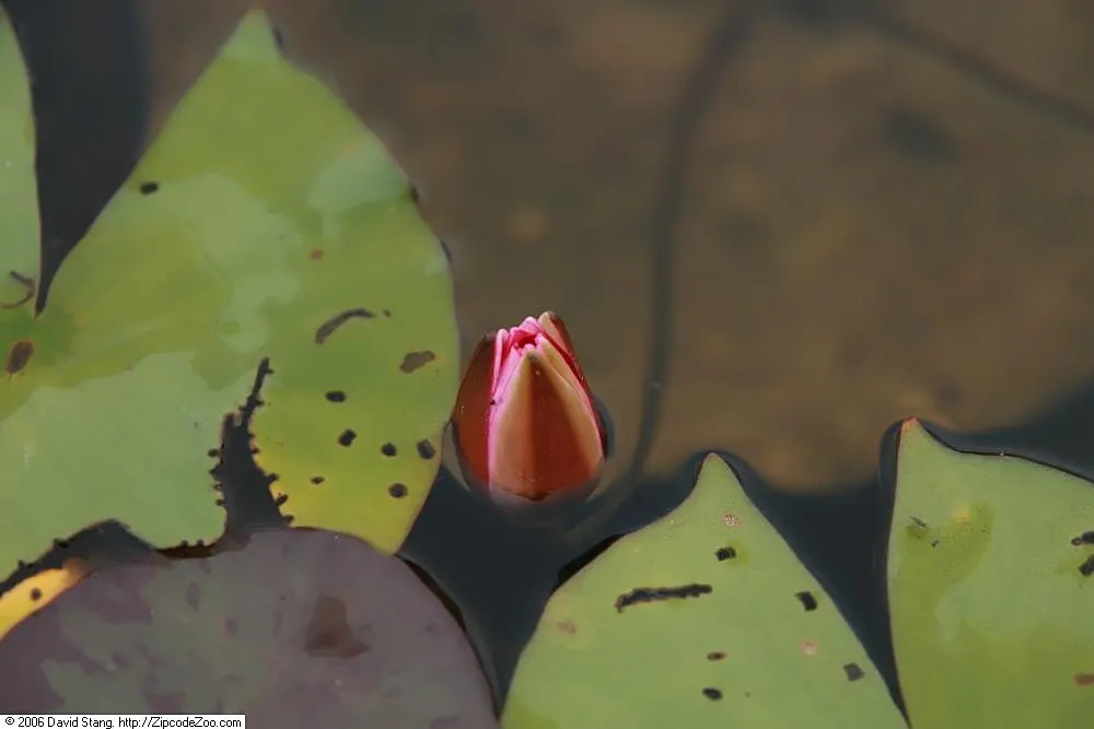 Water Lily , Hardy & Tropical (Nymphaea Cultivars) — enchant with floating blossoms spanning 2-12 inches and waxy; commonly referred to as Water, image 89