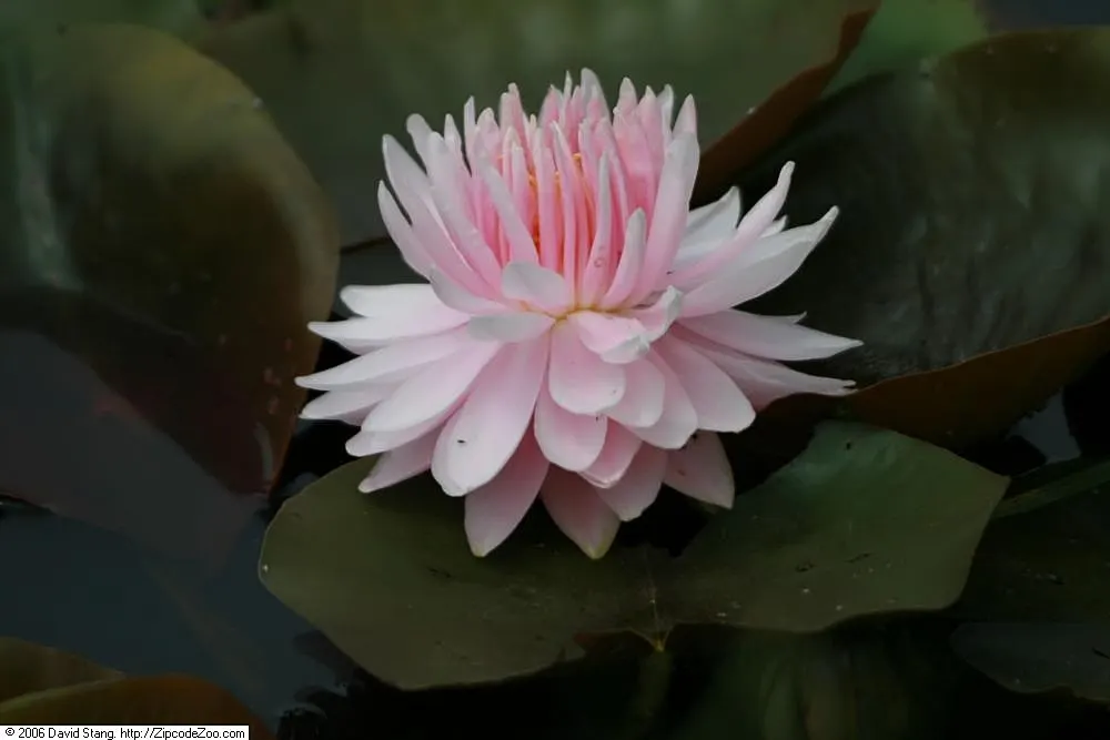 Water Lily , Hardy & Tropical (Nymphaea Cultivars) — at depths ranging from 12 to 18 inches for hardy varieties