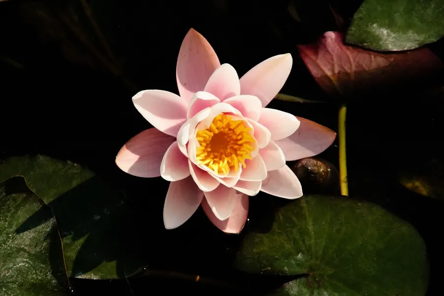 Water Lily , Hardy & Tropical (Nymphaea Cultivars) — delight with more vivid flowers; enhancing water quality and habitat in ponds