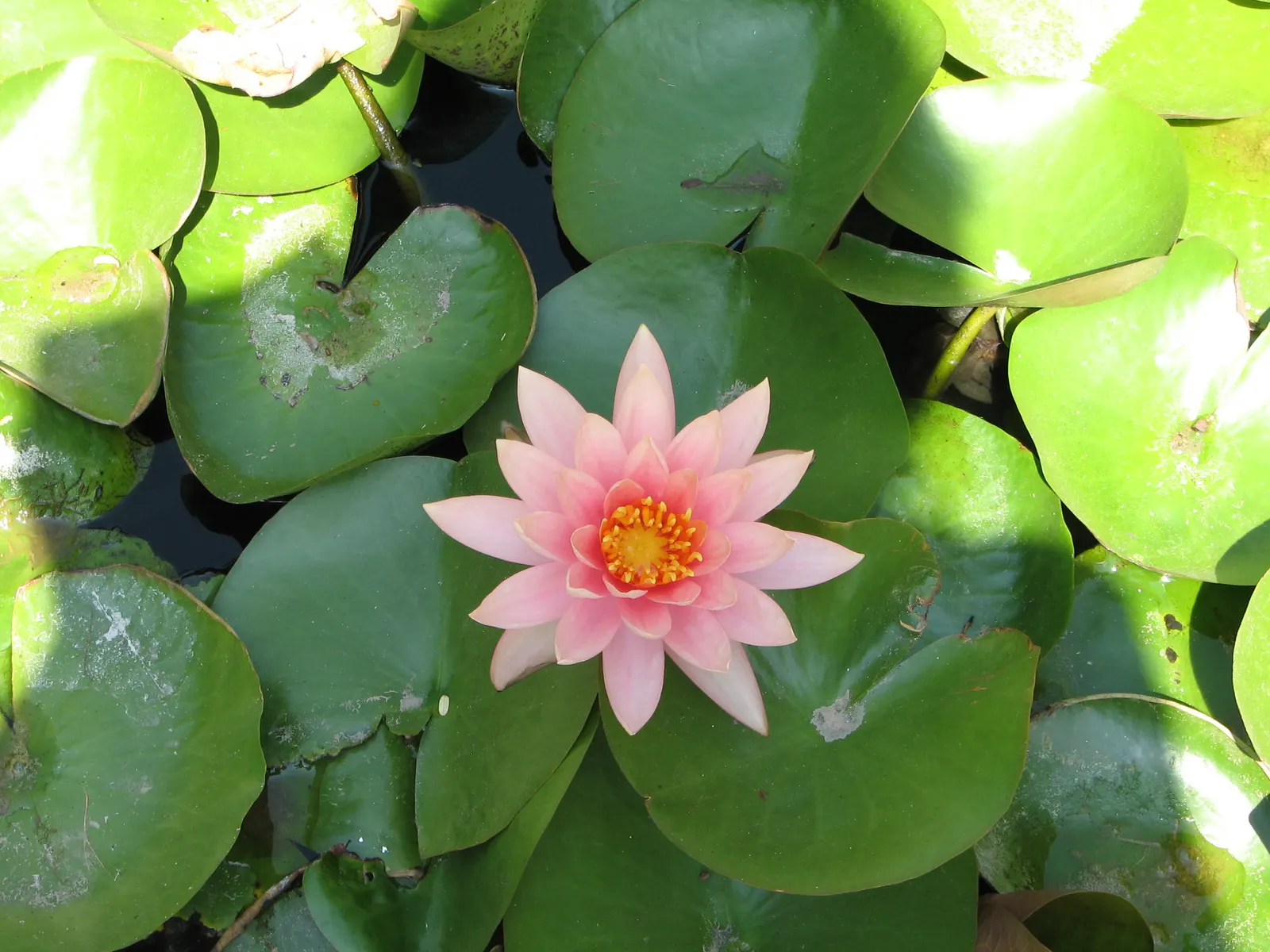 Water Lily , Hardy & Tropical (Nymphaea Cultivars) — Tropical types can also take on night-blooming behaviors; these aquatic plants favor depths of, image 76