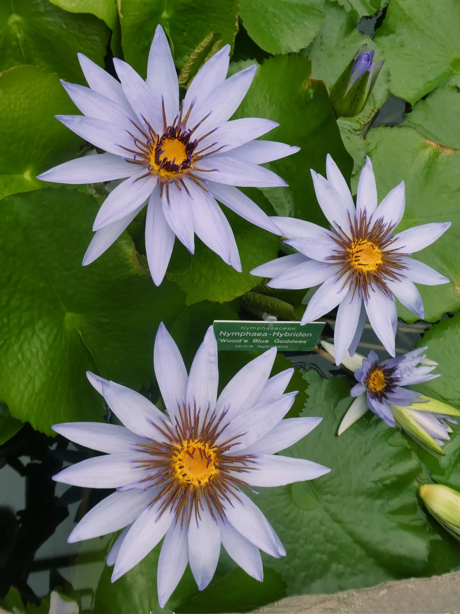 Water Lily , Hardy & Tropical (Nymphaea Cultivars) — often slightly floating above the water's surface on robust stems
