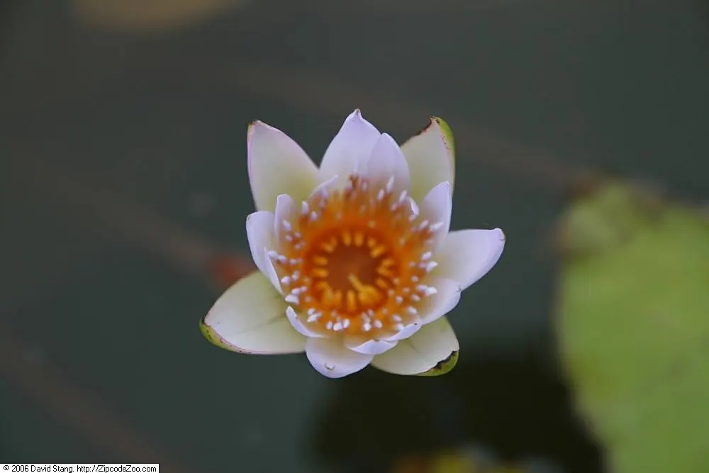 Water Lily , Hardy & Tropical (Nymphaea Cultivars) — These lilies can produce blue, purple, or even fuchsia flowers, and some varieties emit a delightful