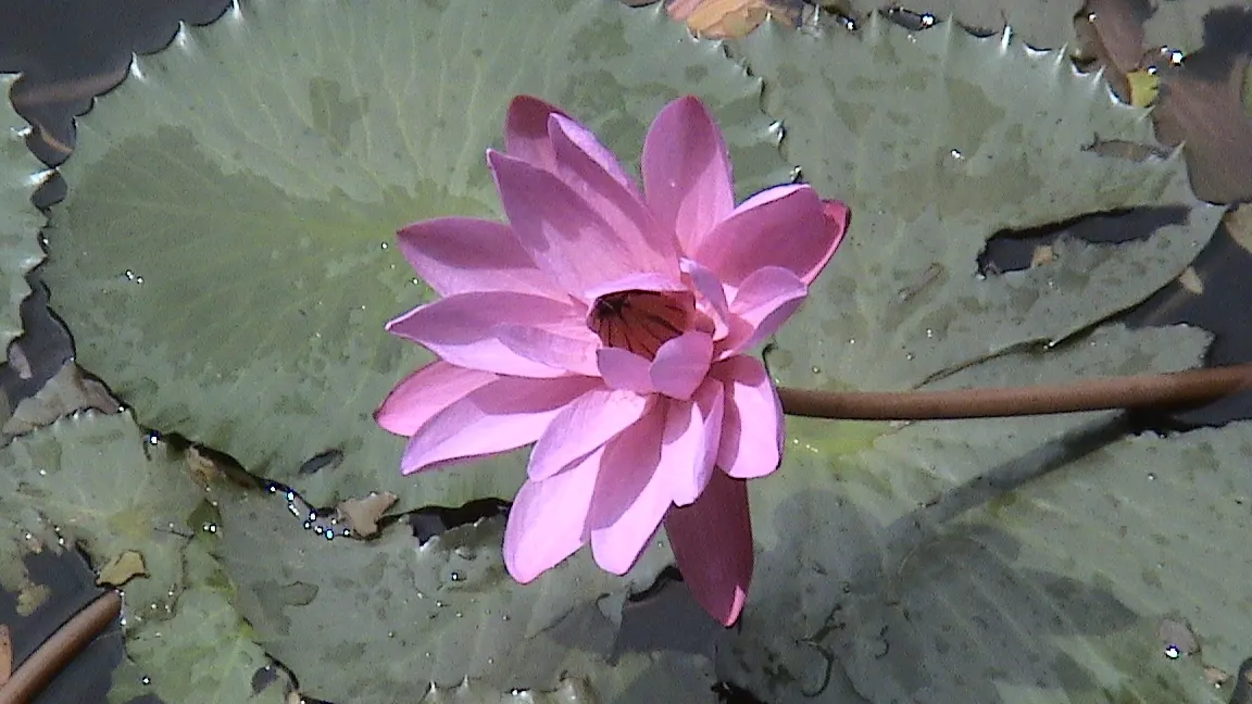 Water Lily , Hardy & Tropical (Nymphaea Cultivars) — pink flowers in the garden; are aquatic perennials that provide enchanting beauty and, image 85