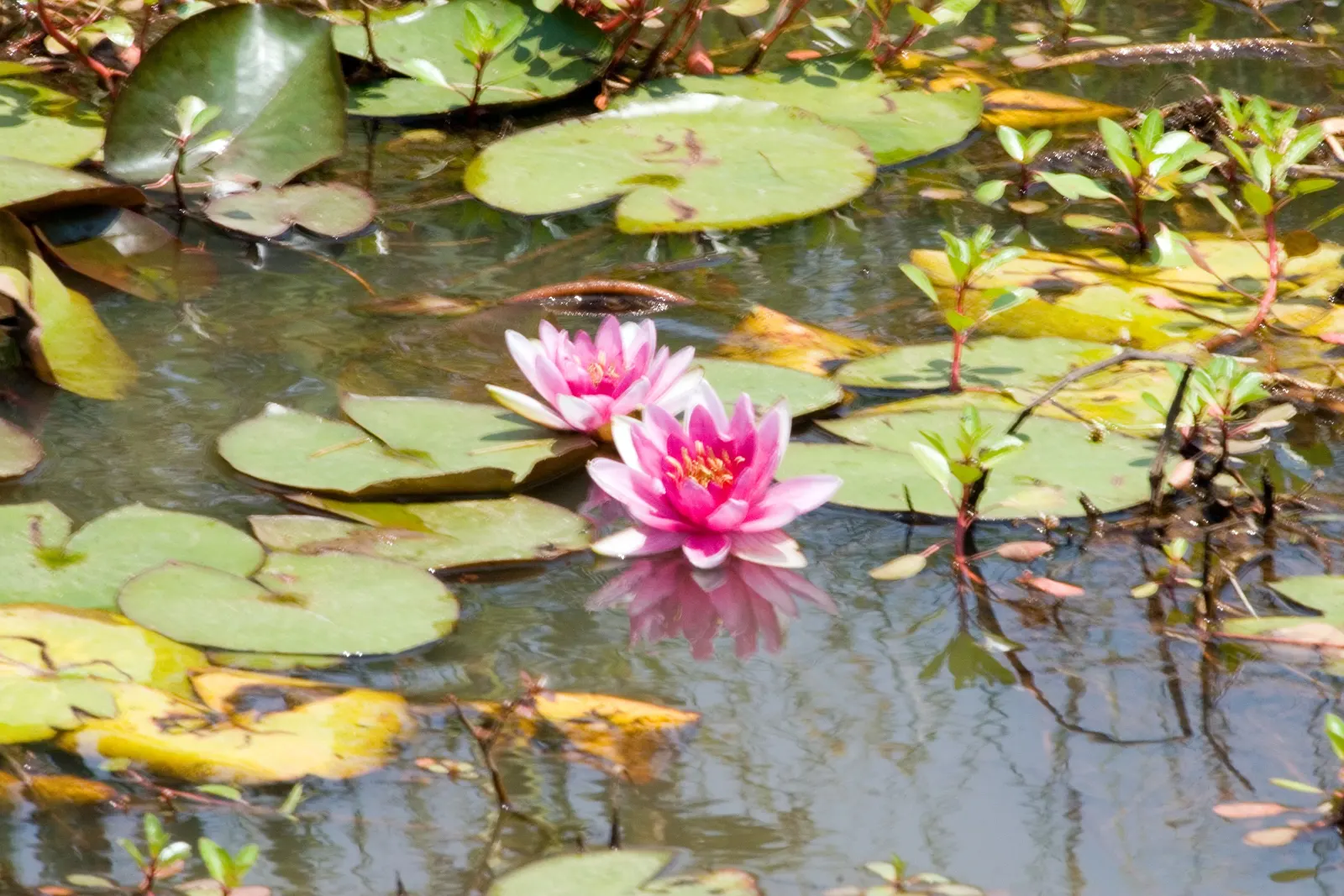 Water Lily , Hardy & Tropical (Nymphaea Cultivars) — aquatic for full or half