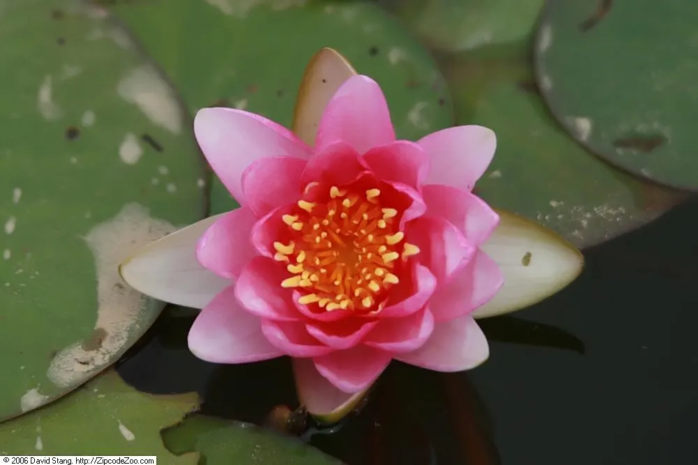 Water Lily , Hardy & Tropical (Nymphaea Cultivars) — generally 4 to 6 feet apart