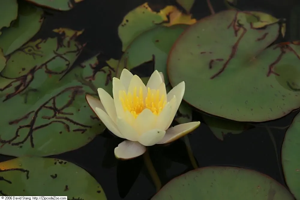 Water Lily , Hardy & Tropical (Nymphaea Cultivars) — and offer impressive surface coverage; enchant with floating blossoms spanning 2-12 inches and waxy