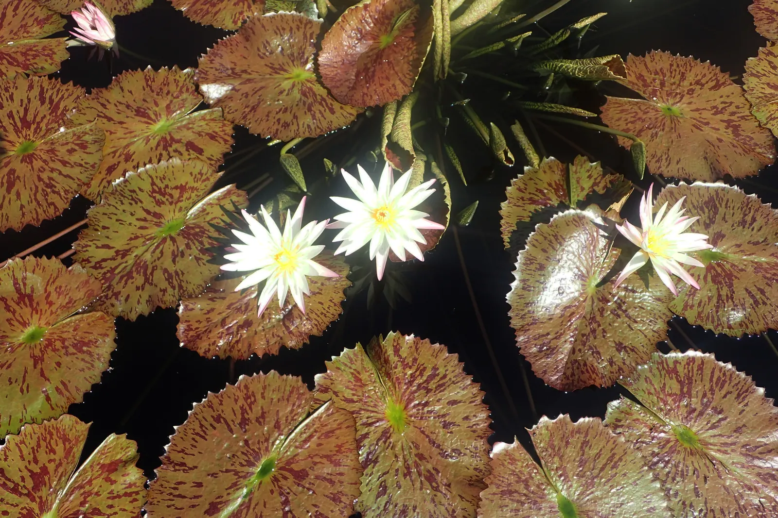 Water Lily , Hardy & Tropical (Nymphaea Cultivars) — contrasting the day-blooming pattern seen in hardy species.<br><br>When designing a landscape; often