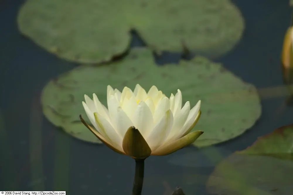 Water Lily , Hardy & Tropical (Nymphaea Cultivars) — aquatic for full or half; making them a centerpiece in any aquatic garden display