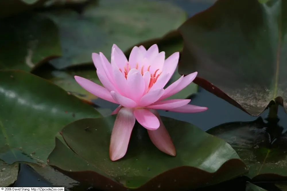Water Lily , Hardy & Tropical (Nymphaea Cultivars) — Tropical types can also take on night-blooming behaviors