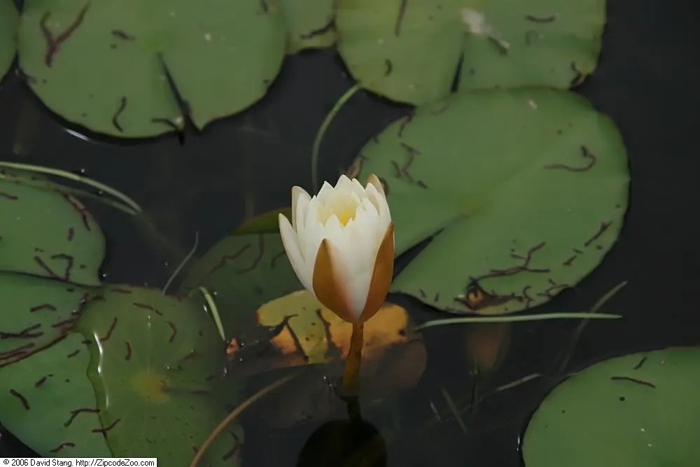 Water Lily , Hardy & Tropical (Nymphaea Cultivars) — pink flowers in the garden; are aquatic perennials that provide enchanting beauty and tranquility to any