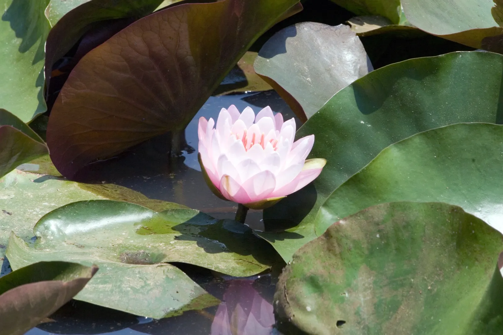 Water Lily , Hardy & Tropical (Nymphaea Cultivars) — at depths ranging from 12 to 18 inches for hardy varieties; delight with more vivid flowers, image 80