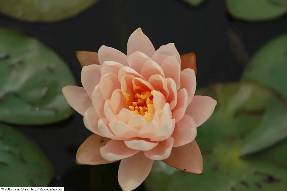 Water Lily , Hardy & Tropical (Nymphaea Cultivars) — requiring full sun for optimal bloom; generally 4 to 6 feet apart, image 66