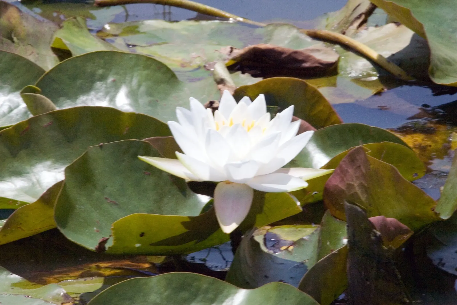 Water Lily , Hardy & Tropical (Nymphaea Cultivars) — allows these plants ample room to grow and showcase their spectacular blooms; pink flowers in, image 83