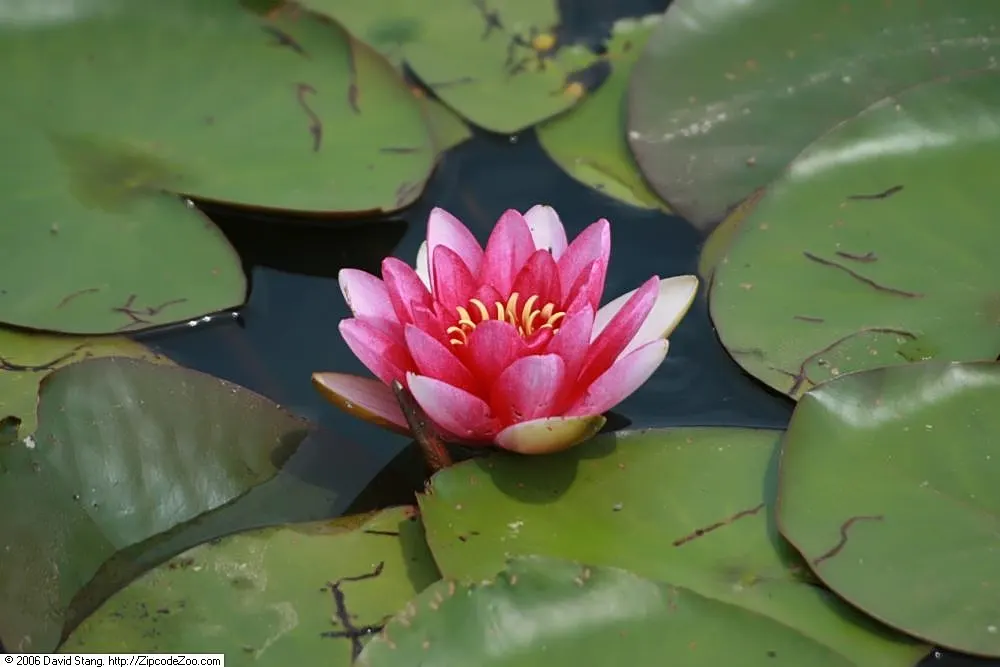 Water Lily , Hardy & Tropical (Nymphaea Cultivars) — true annuals or tender perennials in zones 10-11