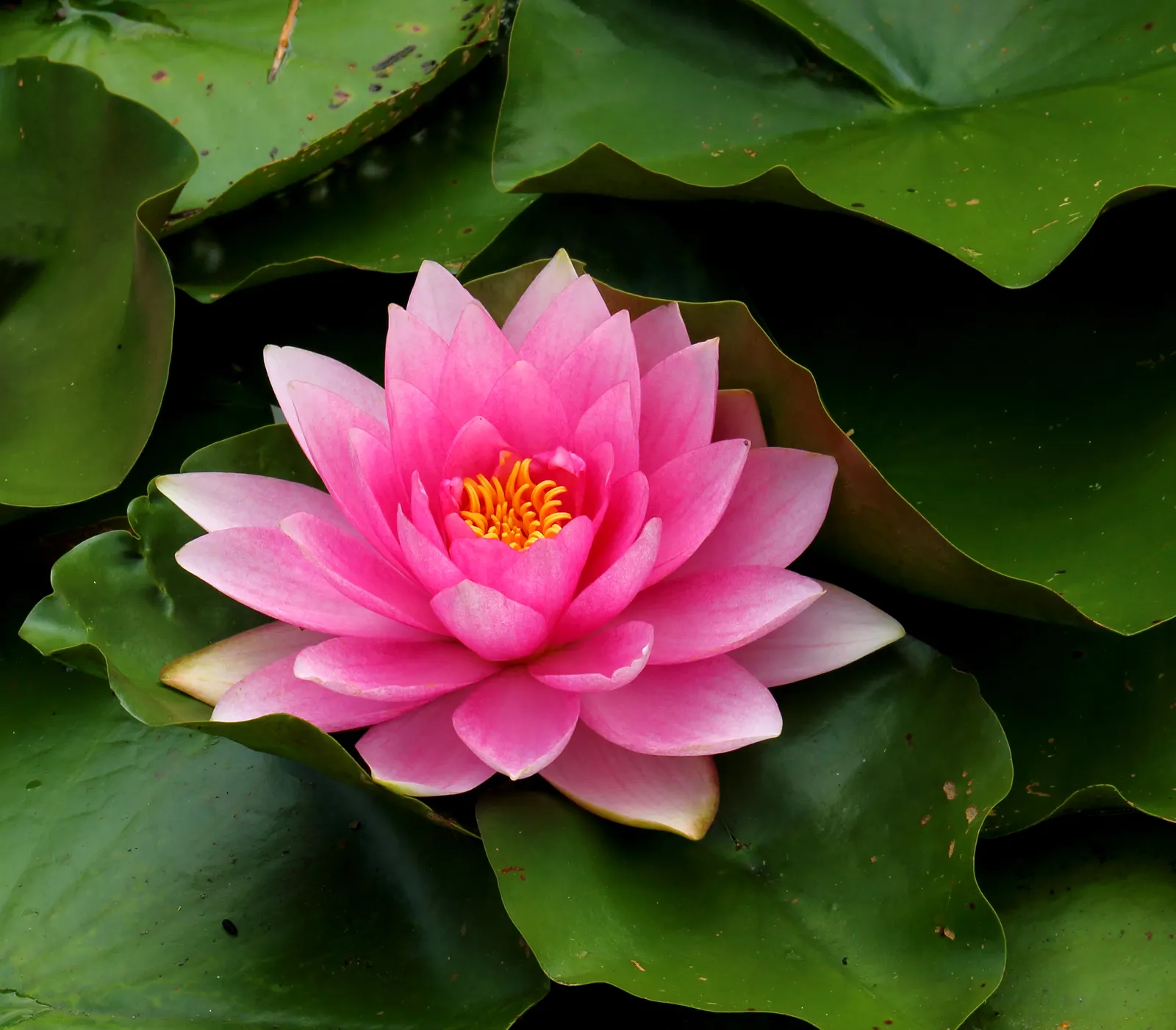 Water Lily , Hardy & Tropical (Nymphaea Cultivars) — pink flowers in the garden