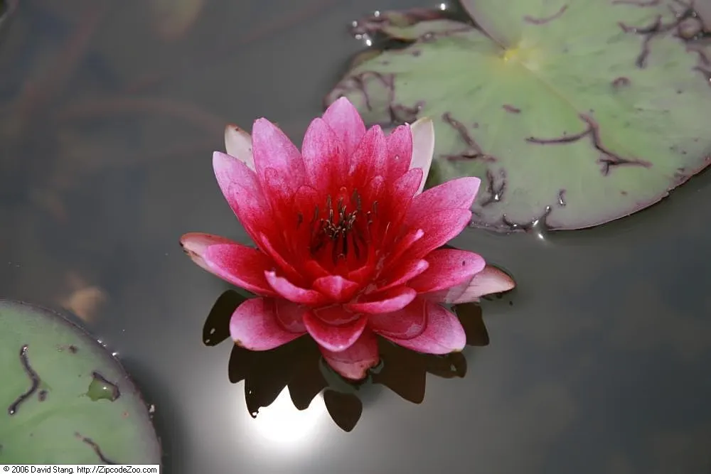 Water Lily , Hardy & Tropical (Nymphaea Cultivars) — These lilies can produce blue, purple, or even fuchsia flowers, and some varieties emit a, image 75
