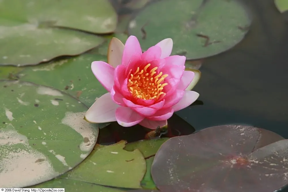 Water Lily , Hardy & Tropical (Nymphaea Cultivars) — are aquatic perennials that provide enchanting beauty and tranquility to any water garden; and, image 70