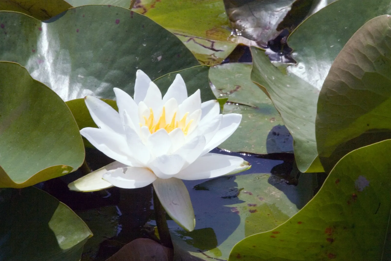 Water Lily , Hardy & Tropical (Nymphaea Cultivars) — delight with more vivid flowers