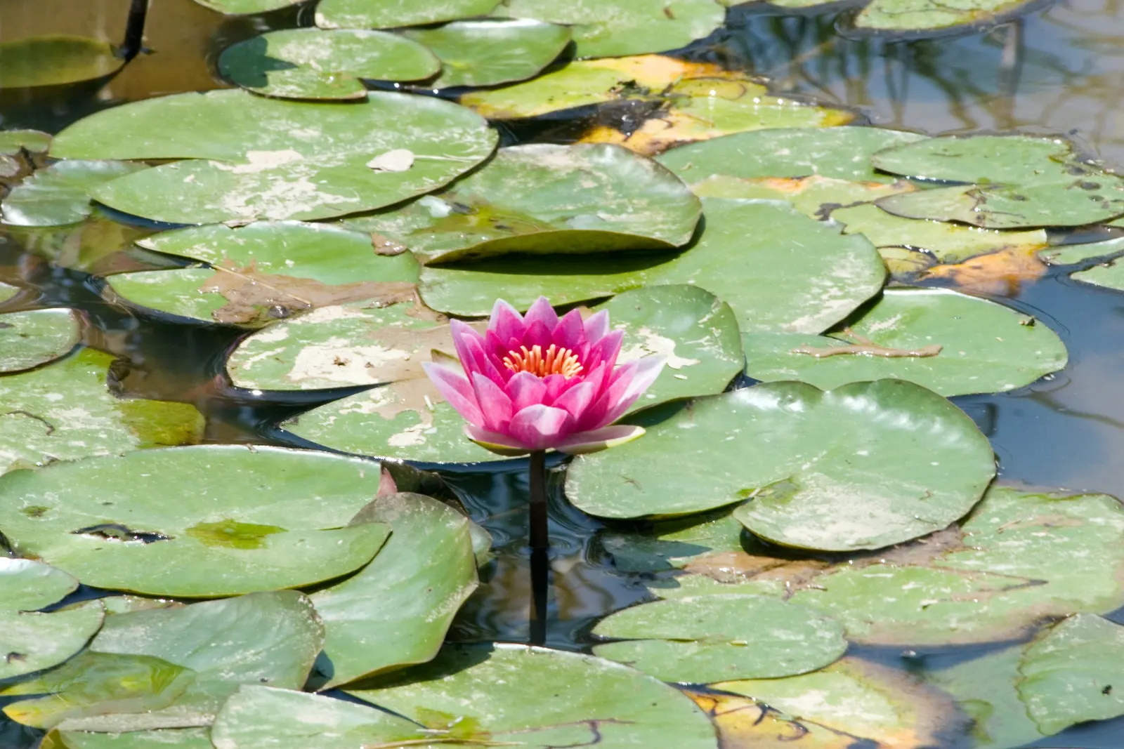 Water Lily , Hardy & Tropical (Nymphaea Cultivars) — are aquatic perennials that provide enchanting beauty and tranquility to any water garden