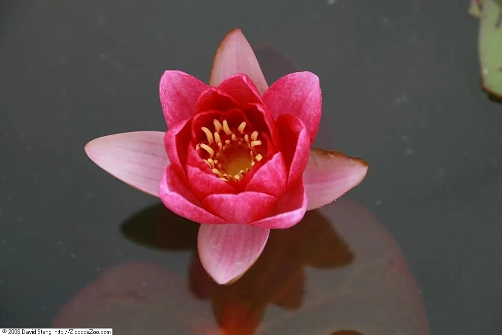 Water Lily , Hardy & Tropical (Nymphaea Cultivars) — They thrive in still water and require planting in containers; aquatic with pink blooms