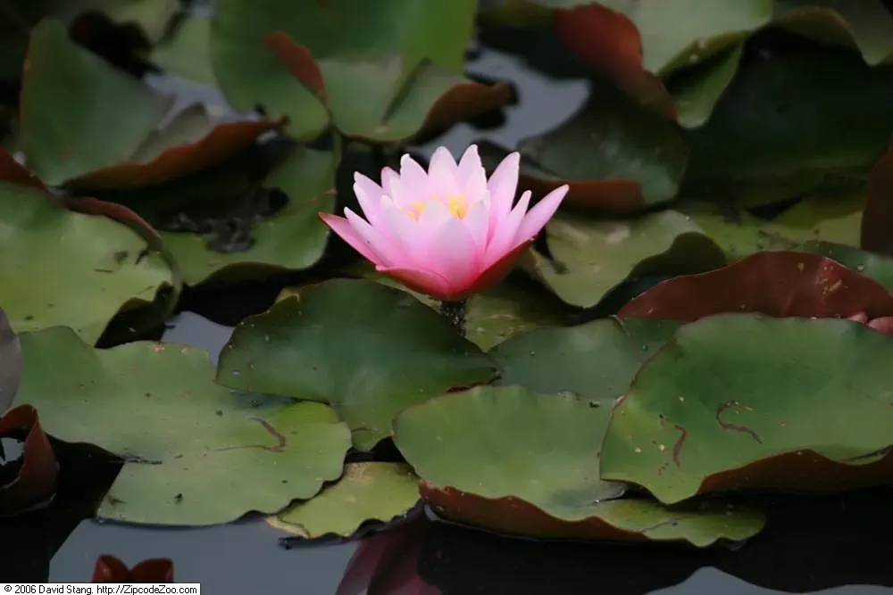 Water Lily , Hardy & Tropical (Nymphaea Cultivars) — delight with more vivid flowers; enhancing water quality and habitat in ponds, image 64
