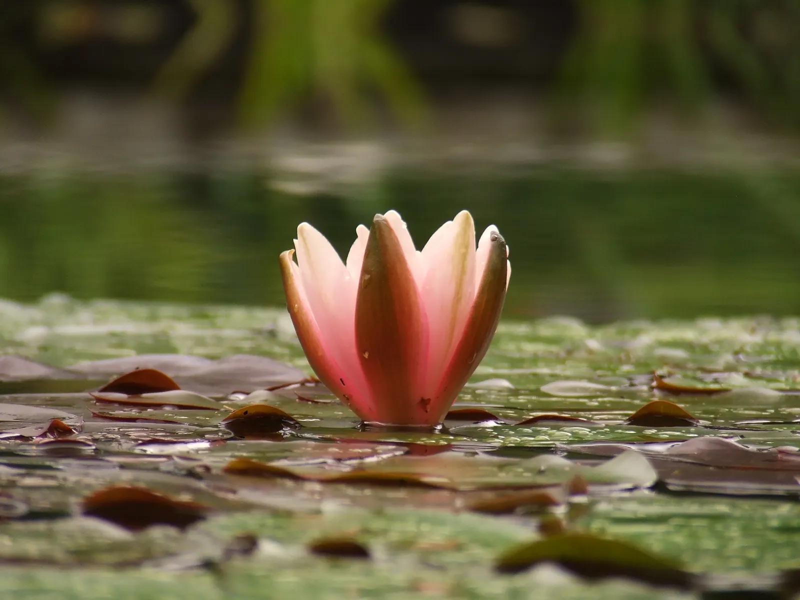 Water Lily , Hardy & Tropical (Nymphaea Cultivars) — Hardy variants withstand colder climates; tropical types can also take on night-blooming, image 90