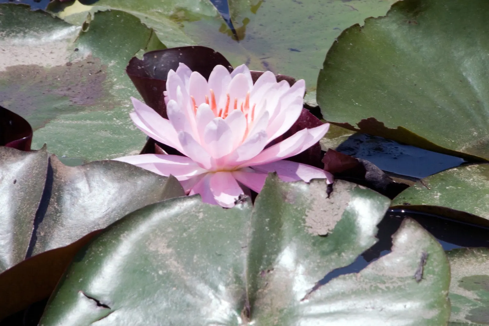Water Lily , Hardy & Tropical (Nymphaea Cultivars) — and offer impressive surface coverage