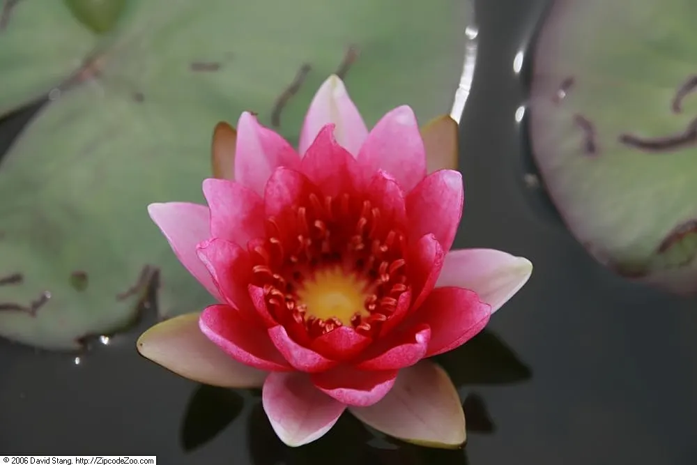 Water Lily , Hardy & Tropical (Nymphaea Cultivars) — Water lilies (Nymphaea cultivars); perennially returning in zones 3-11