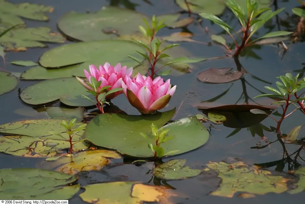 Water Lily , Hardy & Tropical (Nymphaea Cultivars) — The round foliage is generally green and lily pads can grow up to 8 to 12 inches in diameter