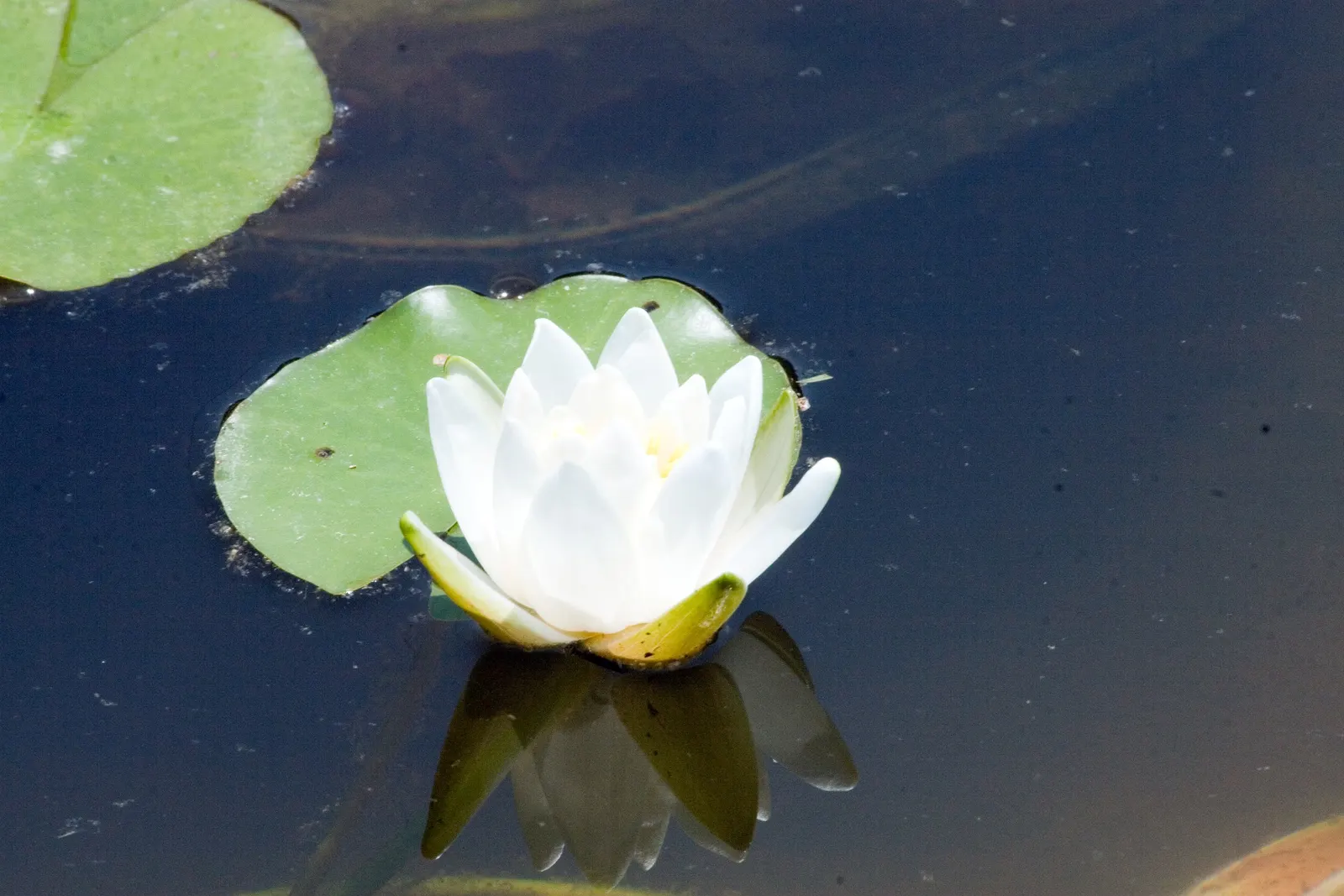 Water Lily , Hardy & Tropical (Nymphaea Cultivars) — commonly referred to as Water Lilies; providing shade which helps reduce algae growth in