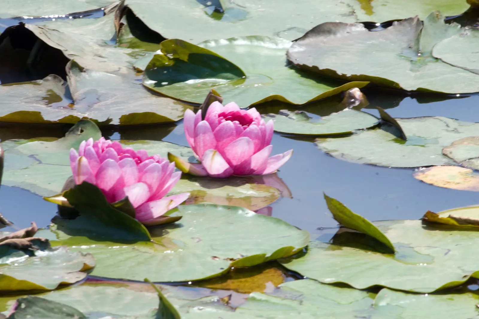 Water Lily , Hardy & Tropical (Nymphaea Cultivars) — often slightly floating above the water's surface on robust stems; requiring full sun for optimal bloom