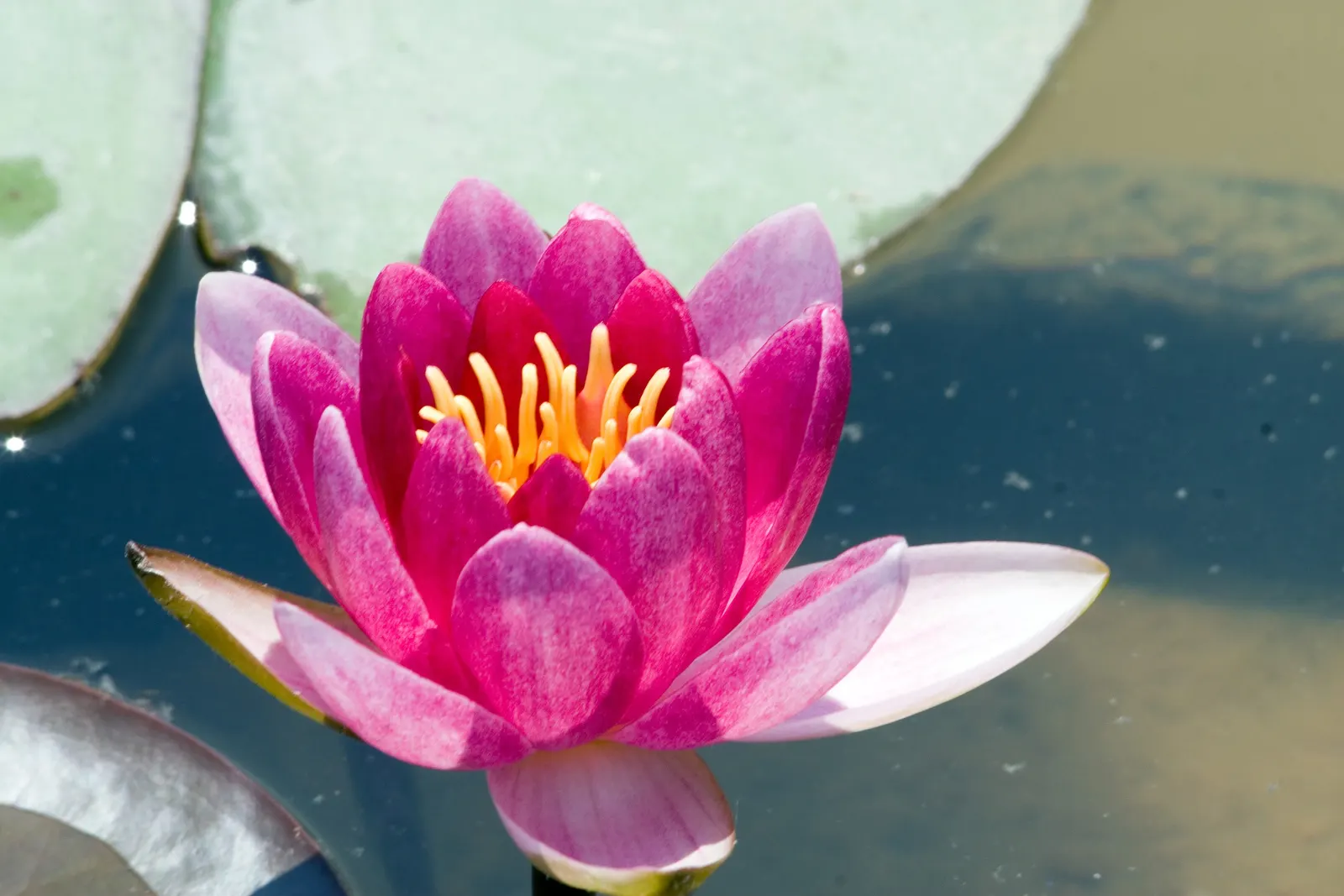 Water Lily , Hardy & Tropical (Nymphaea Cultivars) — open in the early morning and close in the late afternoon; water lilies (Nymphaea cultivars)