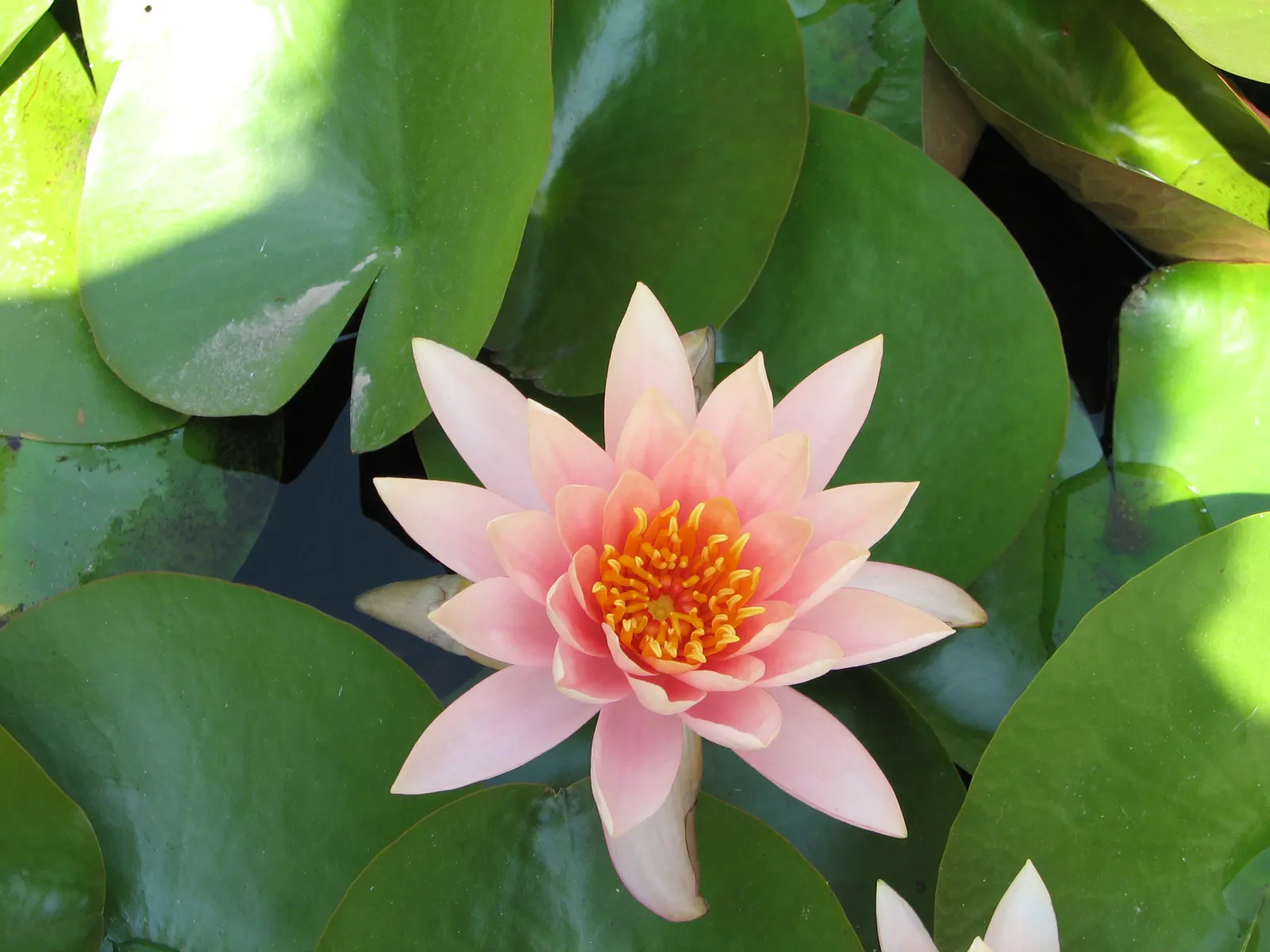 Water Lily , Hardy & Tropical (Nymphaea Cultivars) — Water lilies (Nymphaea cultivars); perennially returning in zones 3-11, image 59