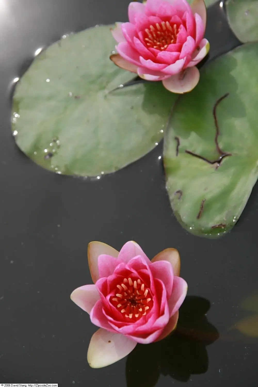 Water Lily , Hardy & Tropical (Nymphaea Cultivars) — contrasting the day-blooming pattern seen in hardy species.<br><br>When designing a landscape, image 77