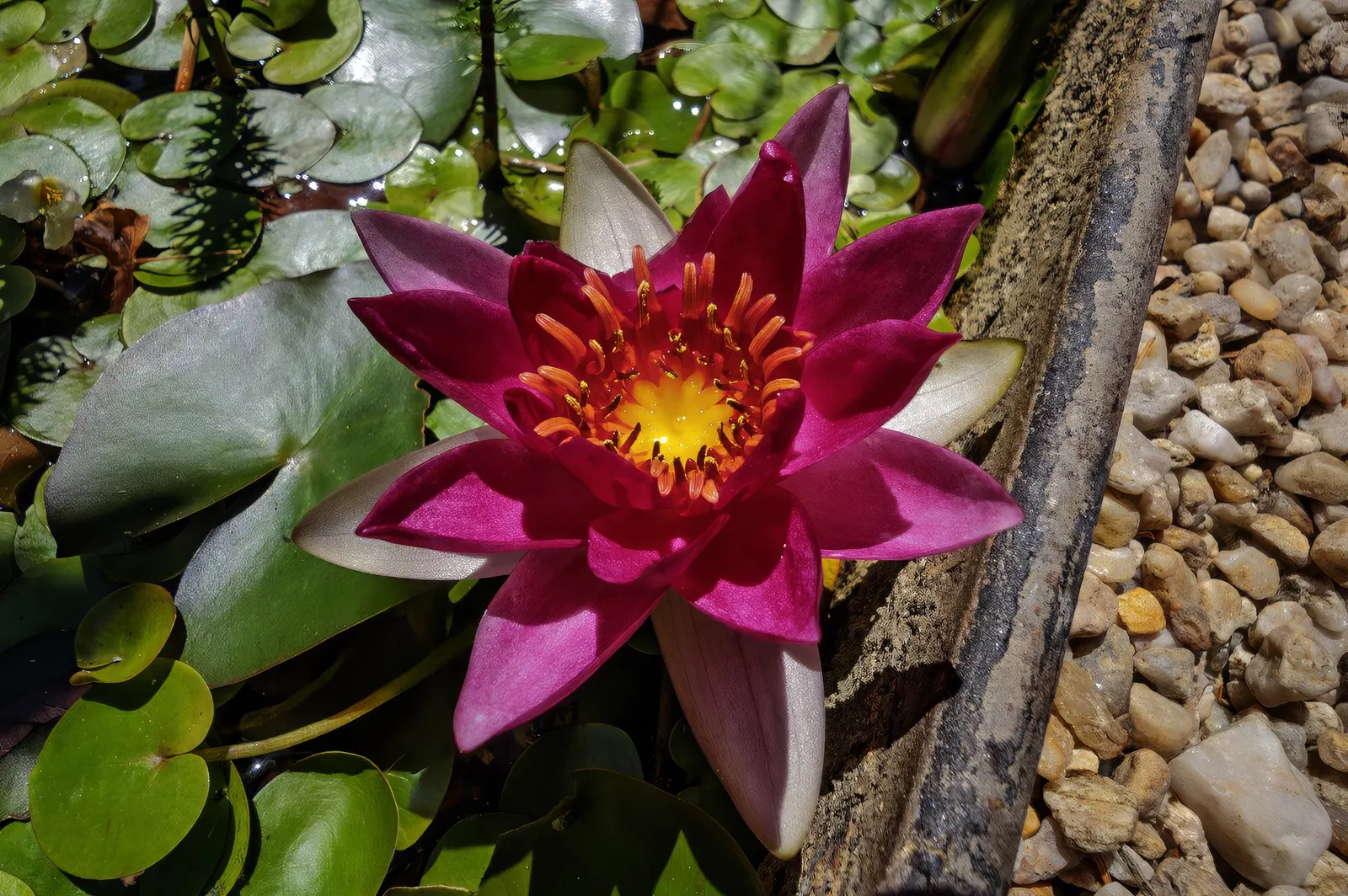 Water Lily , Hardy & Tropical (Nymphaea Cultivars) — aquatic with pink blooms
